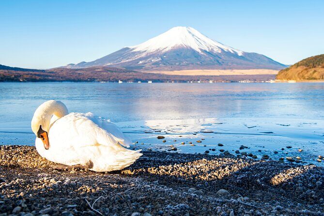 Tokyo: Mount Fuji One Day Trip Lake Kawaguchi & Lake Yamanaka - Transportation, Group Size & Overall Experience