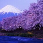 Tokyo: Mt Fuji 3 Lakes Day Trip Secret Spots and Seasonal View - Is It Worth the Price?
