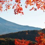 Tokyo: Mt. Fuji Hidden Gems and Aokigahara Forest Tour - What Sets This Tour Apart