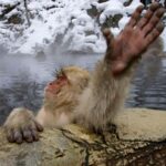 Tokyo / Nagano Snow Monkey, Obuse, Customized Private Tour - Who Will Love This Tour?