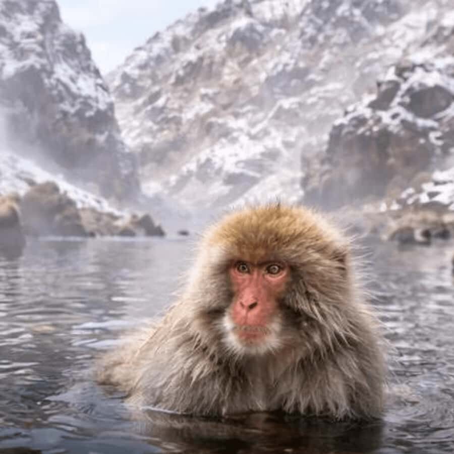 Tokyo & Nagano: Snow Monkey Sightseeing Private Guided Tour - Practical Details and Value