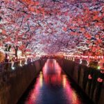 Tokyo: Nakameguro Sakura Riverside Walk with Street Stalls - Deep Dive Into the Experience: Detailed Breakdown