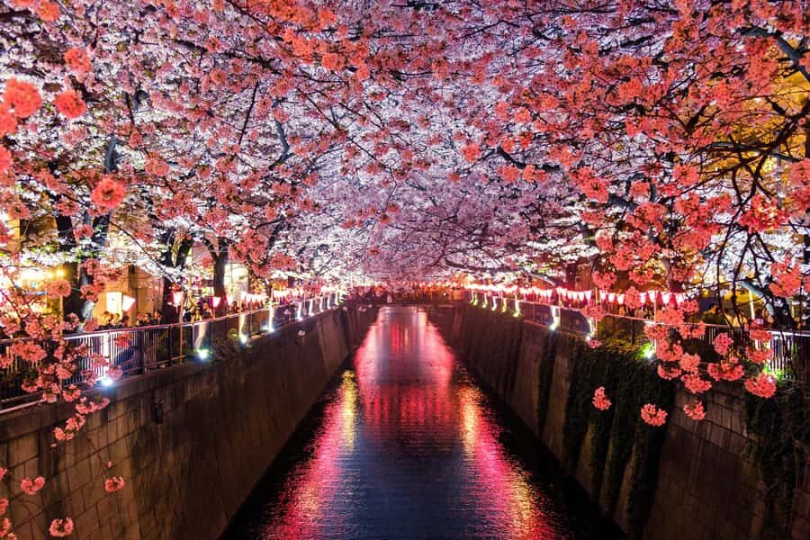 Tokyo: Nakameguro Sakura Riverside Walk with Street Stalls - Deep Dive Into the Experience: Detailed Breakdown