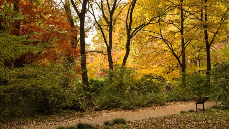 Tokyo Nature Walk: From City Parks to Neon Streets - Practical Details & Experience