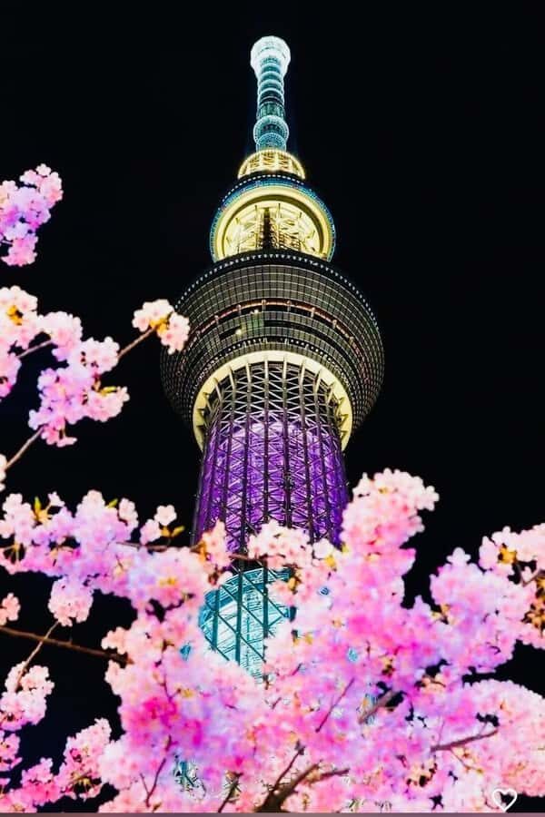 Tokyo: Private Night Tour with Hotel Pickup - A Deep Dive into the Tokyo Night Tour Experience