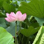 Tokyo Private Tour: Temples, Culture & Modern City Highlights - A Deep Dive into the Experience: What You Can Expect