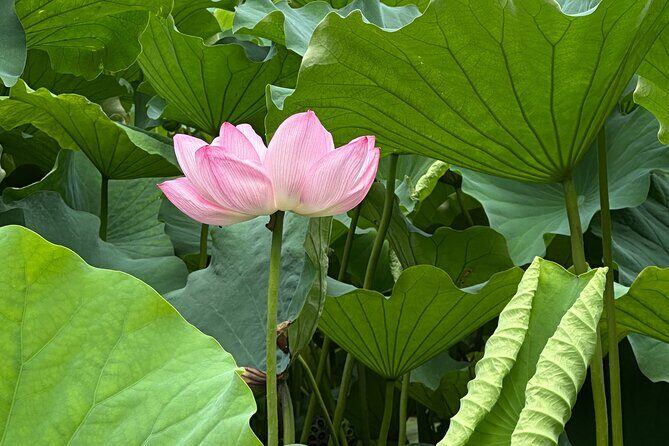 Tokyo Private Tour: Temples, Culture & Modern City Highlights - A Deep Dive into the Experience: What You Can Expect