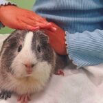 Tokyo Private Tour with a Kid~Friendly Guide - Why Choose This Tour?