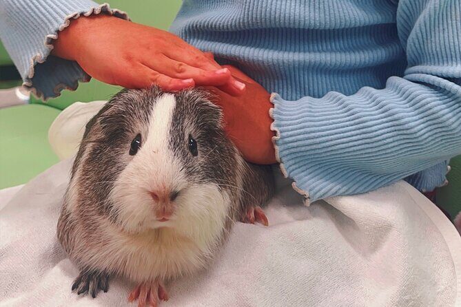 Tokyo Private Tour with a Kid~Friendly Guide - Why Choose This Tour?