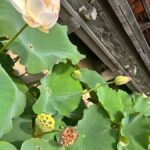 TOKYO: Professional Gardener Guides Gardens by E-bike -BASIC - Who Will Love This Tour?