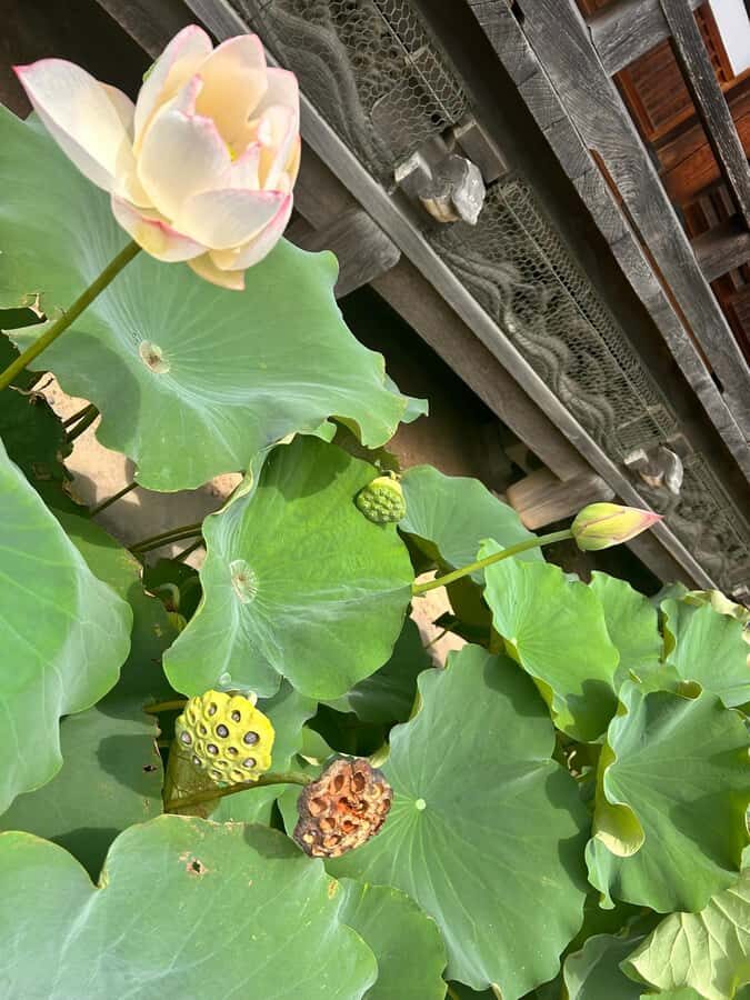 TOKYO: Professional Gardener Guides Gardens by E-bike -BASIC - Who Will Love This Tour?