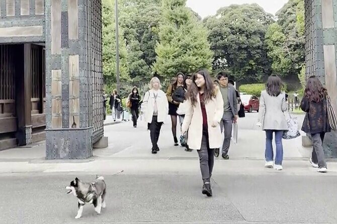 Tokyo Shiba Inu Walk | Picnic with Ginta at Edo Castle Gardens - Why This Tour Offers Great Value