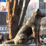 Tokyo: Shibuya Vibes - Walking Tour - Practicalities and Value