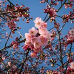 Tokyo: Shinjuku Gyoen Cherry Blossom Tour & Entry - Who Would Love This Experience?