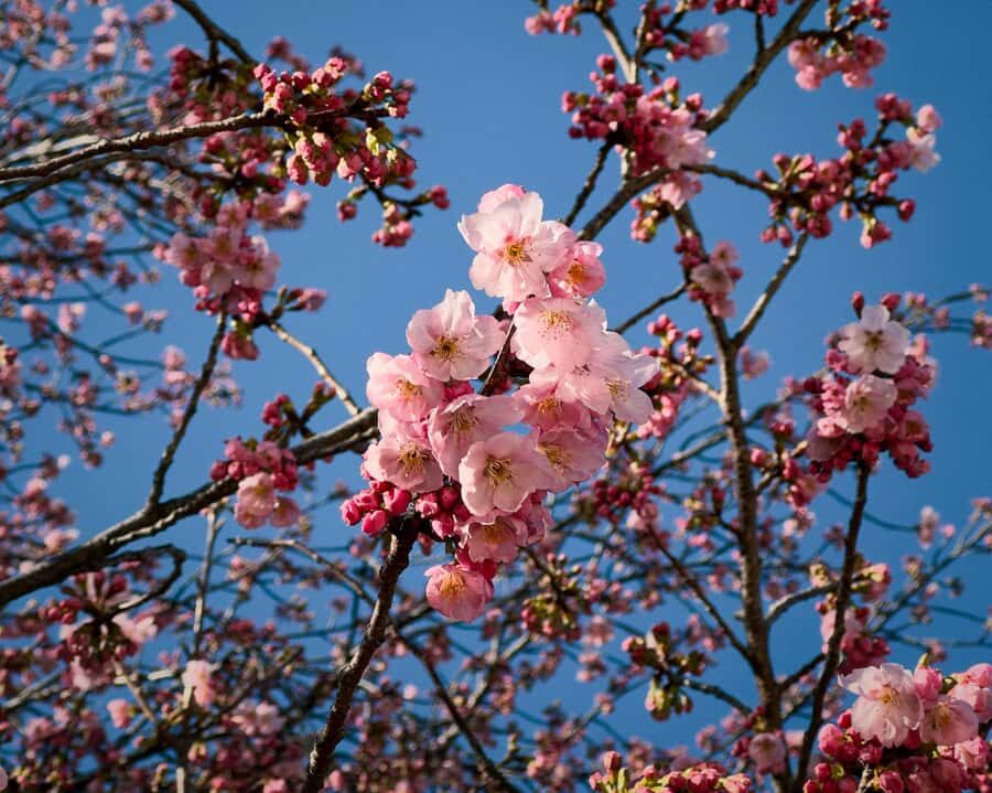 Tokyo: Shinjuku Gyoen Cherry Blossom Tour & Entry - Who Would Love This Experience?