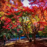 Tokyo: Shinjuku Gyoen National Garden Guided Walking Tour - Who Would Love This Tour?