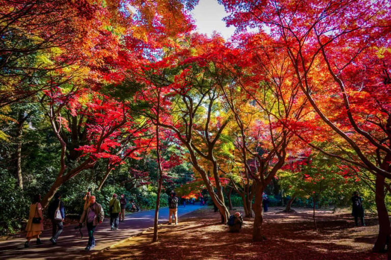 Tokyo: Shinjuku Gyoen National Garden Guided Walking Tour - Who Would Love This Tour?