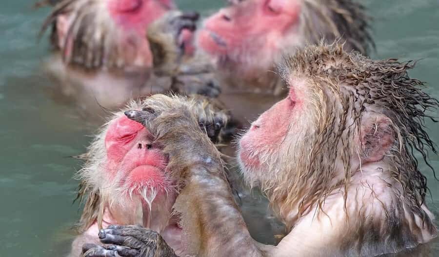 Tokyo: Snow Monkey and Nagano One-Day Private Tour - Who Should Consider This Tour?