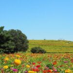 Tokyo to Hitachi Seaside Park Private Day Trip by Car - Why This Tour Offers Great Value