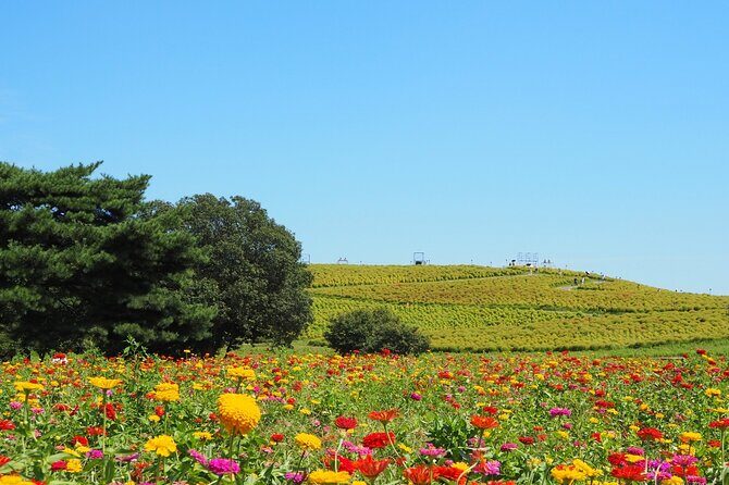 Tokyo to Hitachi Seaside Park Private Day Trip by Car - Why This Tour Offers Great Value