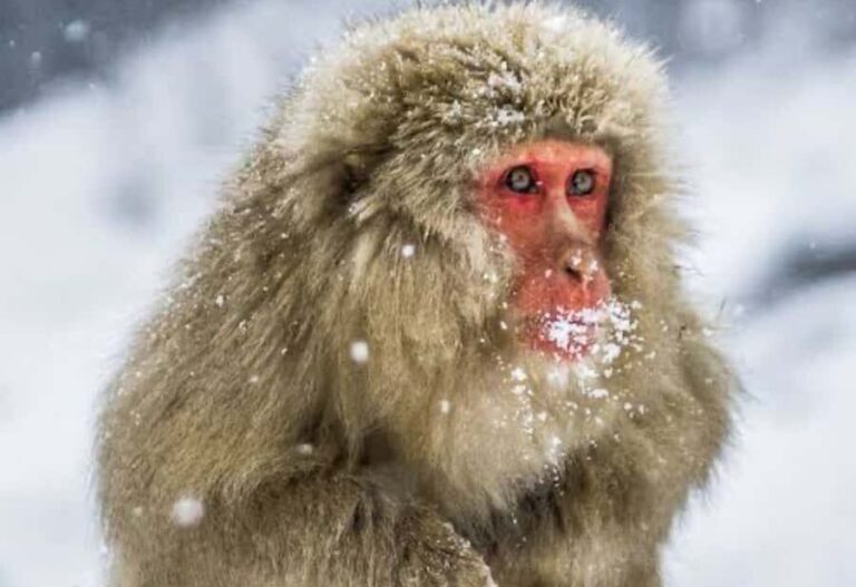 Tokyo:Nagano Snow Monkey Private Day Trip with English Guide - An In-Depth Look at the Itinerary