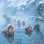 Tokyo:Snow Monkey Park Private Customized Tour English Guide - The Snow Monkey Experience: What You’ll Actually See
