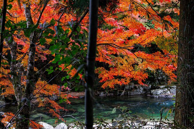 Toyota Green Life Experience Autumn Leaves, Gohei Mochi in Inabu - What’s Included and What’s Not