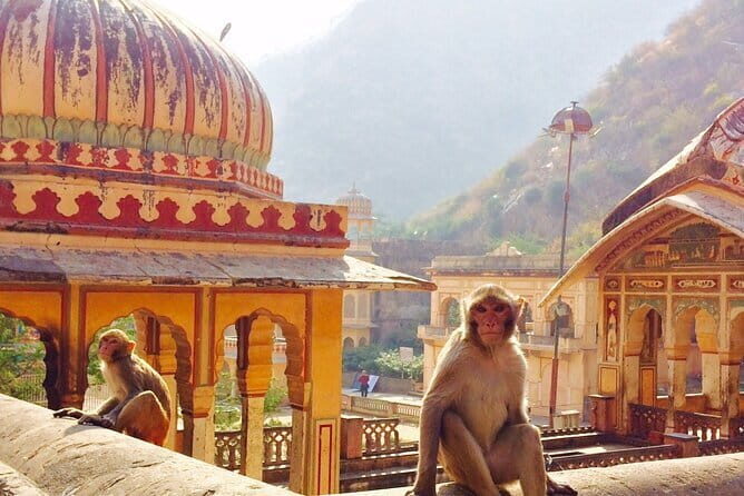 Travel Through the Streets of Jaipur by Tuktuk with a Local - The Sum Up