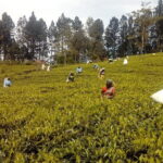 Trekking & Picnic in The Tea Plantation From Ella, Haputale & Bandarawela - Authenticity and Impact of the Tour
