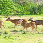 Trincomalee: Minneriya Safari & Sigiriya/Dambulla Transfer - Exploring Minneriya National Park
