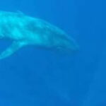 Trincomalee: Snorkeling Adventure with Whales - An In-Depth Look at the Experience