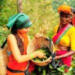 Trip from Kandy to Ambewela Railway Station via Nuwara Eliya - Logistics, Value, and Practical Tips