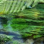 TRIPLE DEAL Wai-O-Tapu, Redwood & Blue Spring from Auckland - What to Expect on the Day