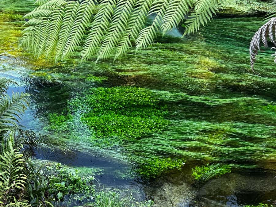 TRIPLE DEAL Wai-O-Tapu, Redwood & Blue Spring from Auckland - What to Expect on the Day