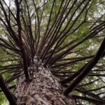 TRIPLE DEAL Wai-O-Tapu, Redwood Forest & Blue Springs Ex Auckland - Authentic Experiences from Travelers