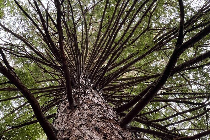 TRIPLE DEAL Wai-O-Tapu, Redwood Forest & Blue Springs Ex Auckland - Authentic Experiences from Travelers