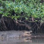 Tuaran, Sabah: Mengkabong Paradise - What Sets This Tour Apart?