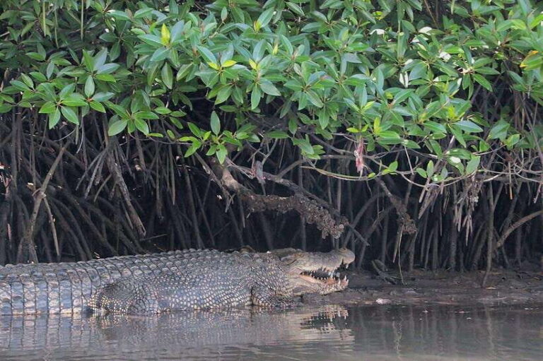 Tuaran, Sabah: Mengkabong Paradise - What Sets This Tour Apart?