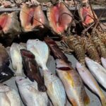 Turks And Caicos 4 Hours Fishing Experience - Final Thoughts: A Truly Authentic Island Fishing Experience