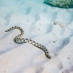 Turtle Spotting Snorkel Malmok And Tres Trapi - Practical Tips for Booking and Preparing