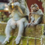 Ubud 1 Day Tour (Private & All-Inclusive) - A Deep Dive into the Itinerary