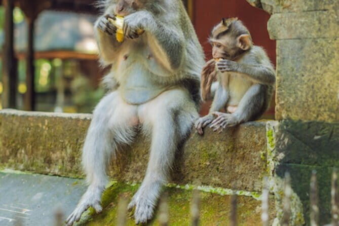 Ubud 1 Day Tour (Private & All-Inclusive) - A Deep Dive into the Itinerary  