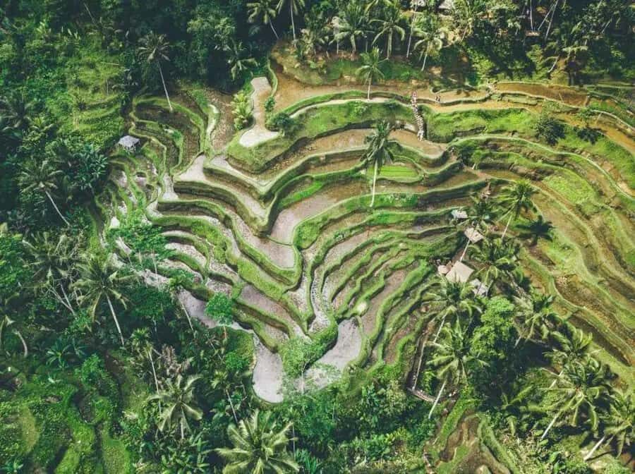 Ubud: 3-Day Tour with Sacred Monkey Forest Sanctuary. - Transportation and Practical Details