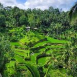 Ubud Car Hire With Driver : Customize Your Trip in Ubud Area - The Flexibility of a Customizable Ubud Tour