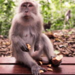 Ubud Day Tours (Private and All Inclusive) - An In-Depth Look at the Ubud Day Tour