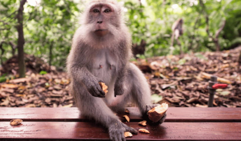 Ubud Day Tours (Private and All Inclusive) - An In-Depth Look at the Ubud Day Tour