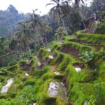 Ubud Full-Day Tour: Rice Terrace, Jungle Swing & Waterfalls - Exploring the Itinerary in Detail