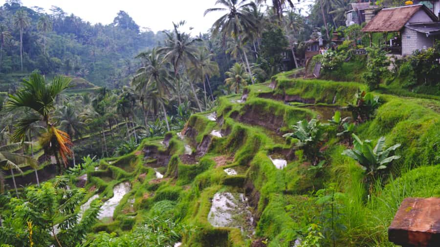Ubud Full-Day Tour: Rice Terrace, Jungle Swing & Waterfalls - Exploring the Itinerary in Detail