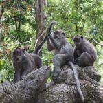 Ubud Full Day Tour with Entry Tickets - Final Thoughts