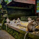 Ubud: Monkey Forest, Cretya Pool & Zipline Shared Tour - Detailed Breakdown of the Itinerary